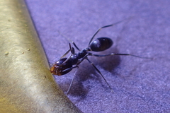 Dorymyrmex insanus