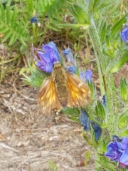 Ochlodes sylvanus