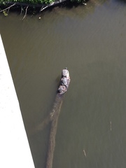 Actinemys marmorata pallida