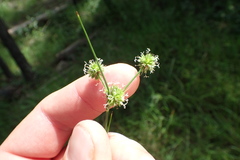 Juncus scirpoides