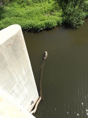 Actinemys marmorata pallida