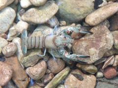 Faxonius longidigitus