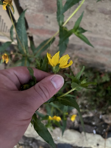 Image of Guizotia abyssinica by (c) Kian Hayles-Cotton, some rights reserved (CC BY)