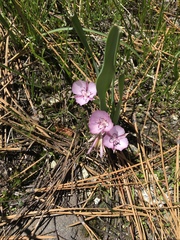 Calochortus nudus