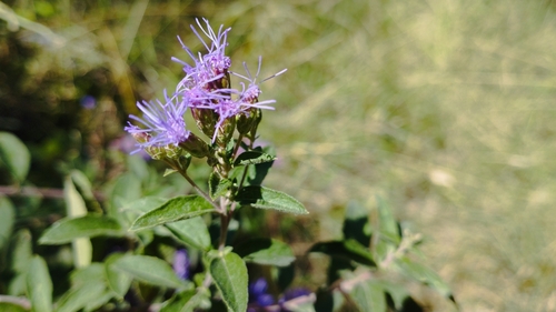 Chromolaena pulchella, photograph 6