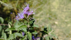 Chromolaena pulchella, photograph (c) Irving Merino, some rights reserved (CC BY)