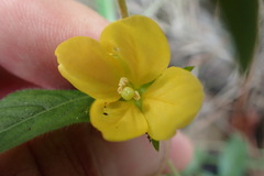 Ludwigia hirtella
