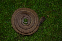 Pareas carinatus