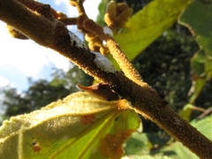 Enchenopa squamigera