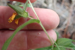 Ludwigia hirtella