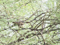 Tarphonomus certhioides