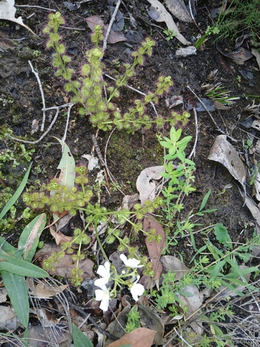 Image of Drosera stolonifera by (c) naturewatchwidow, some rights reserved (CC BY)
