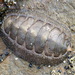 Hind's Chiton - Photo (c) sea-kangaroo, some rights reserved (CC BY-NC-ND), uploaded by sea-kangaroo