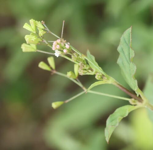 Erect spiderling