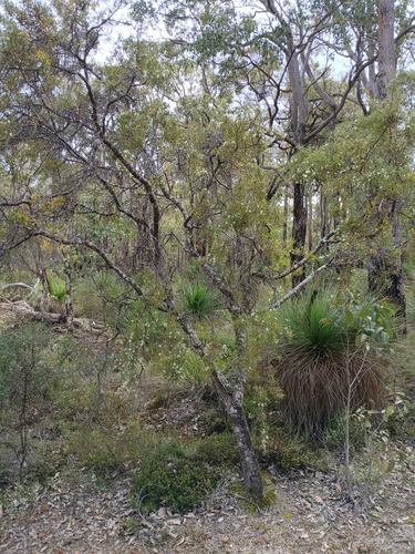Image of Hakea trifurcata by (c) Leon Perrie, some rights reserved (CC BY)