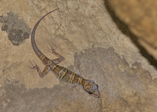 Saraburi Bent-toed Gecko