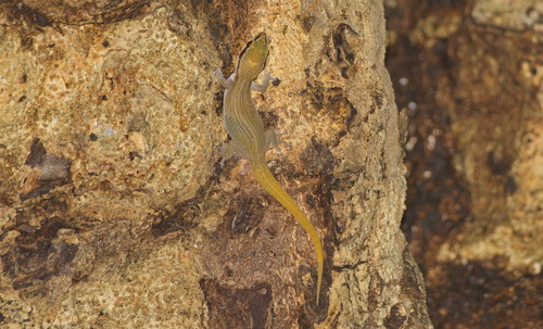 Black-spotted Leaf-toed Gecko