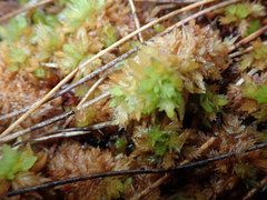 Sphagnum cristatum