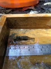 Macrobrachium asperulum