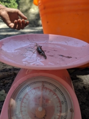 Macrobrachium asperulum