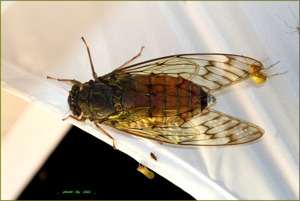 Trombonia xizangensis