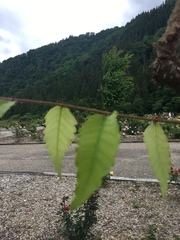 Zelkova