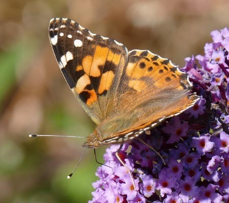 Vanessa cardui