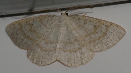 Cabera exanthemata
