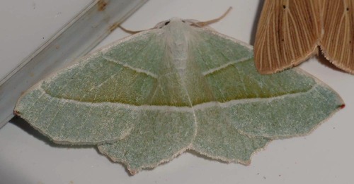 Campaea margaritaria