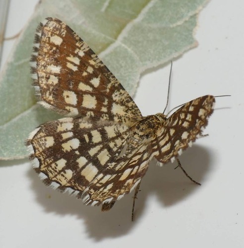 Chiasmia clathrata
