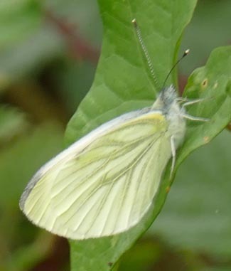 Pieris napi