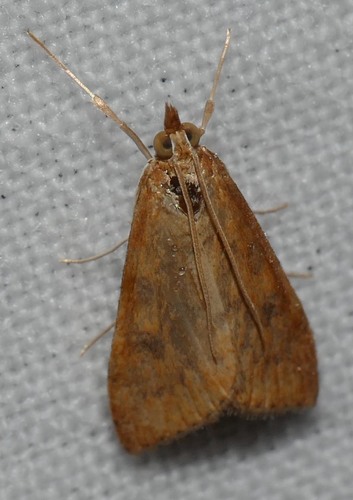 Udea ferrugalis