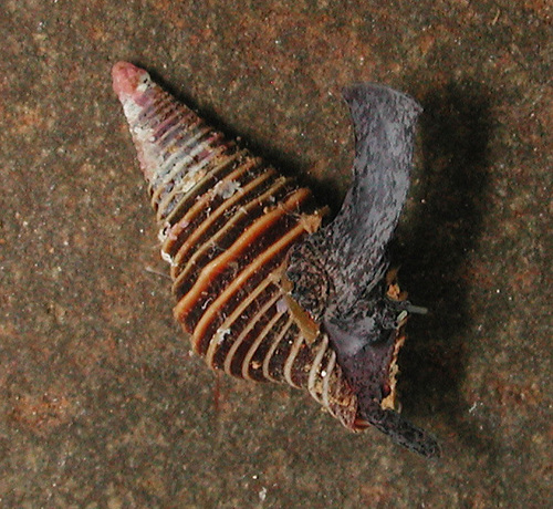 Turridrupa bijubata observed 2012-05-12