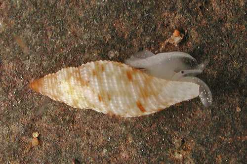 Daphnella interrupta observed 2012-06-22