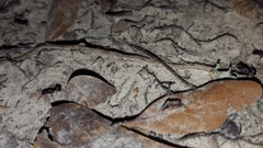 Poneracantha triangularis