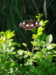 Hypolimnas bolina bolina