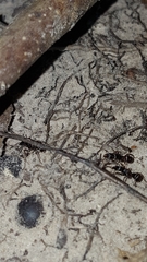 Poneracantha triangularis