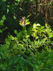 Hypolimnas bolina bolina