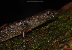 Tropidophorus beccarii