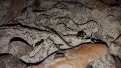 Poneracantha triangularis