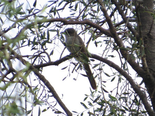 Ash-colored Cuckoo (Coccycua cinerea), photo 6