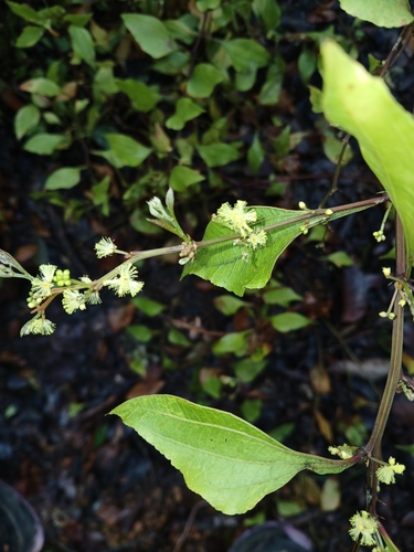 Image of Acacia urophylla by (c) naturewatchwidow, some rights reserved (CC BY)