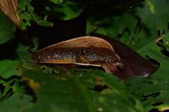 Tropidophorus beccarii