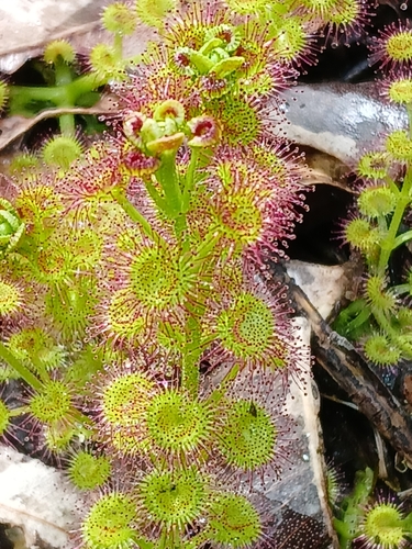 Image of Drosera stolonifera by (c) naturewatchwidow, some rights reserved (CC BY)