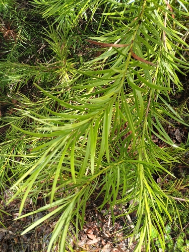 Image of Podocarpus drouynianus by (c) Leon Perrie, some rights reserved (CC BY)