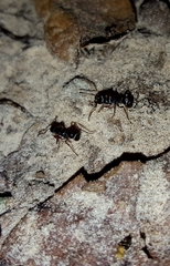 Poneracantha triangularis