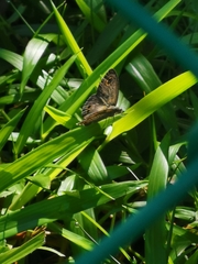 Ypthima baldus newboldi