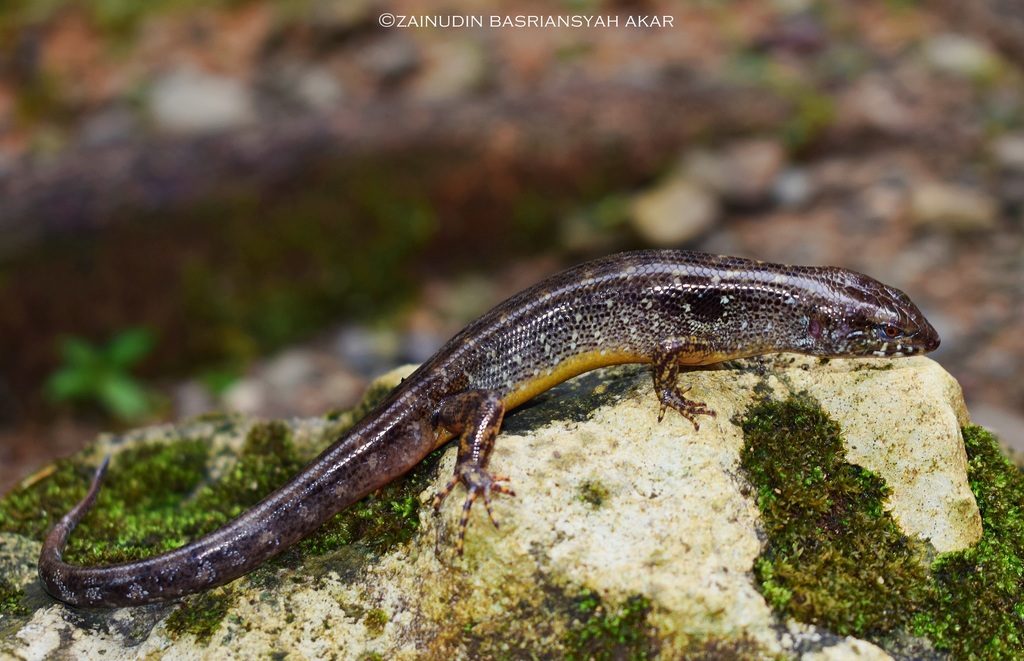 Beccari's Keeled Skink