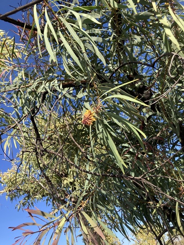 Wild Pear