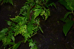 Tropidophorus beccarii